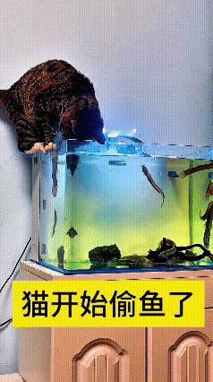 恁瞅瞅这猫，那叫一个馋得没边儿！脑袋直接扎进鱼缸里，爪子扒着缸边，跟个偷鱼的小贼
