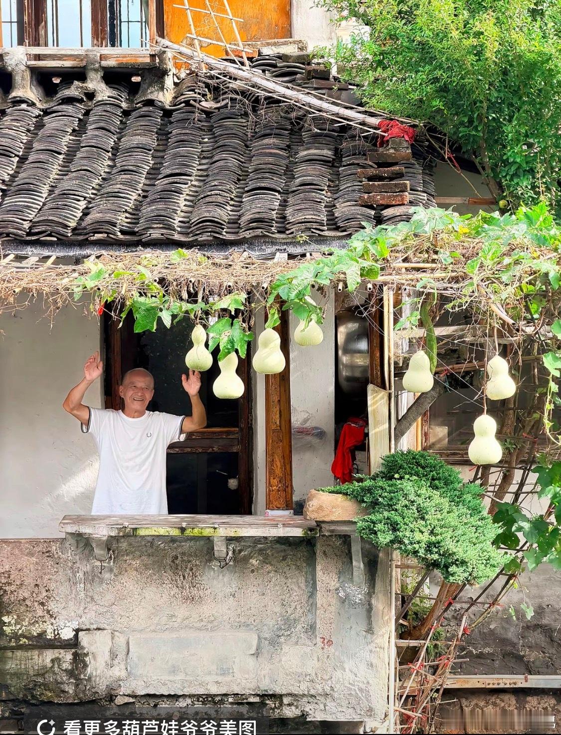 葫芦爷爷重新挂出葫芦绍兴书圣故里的陈金敖爷爷，此前剪下阳台的7个葫芦，仅六天后又