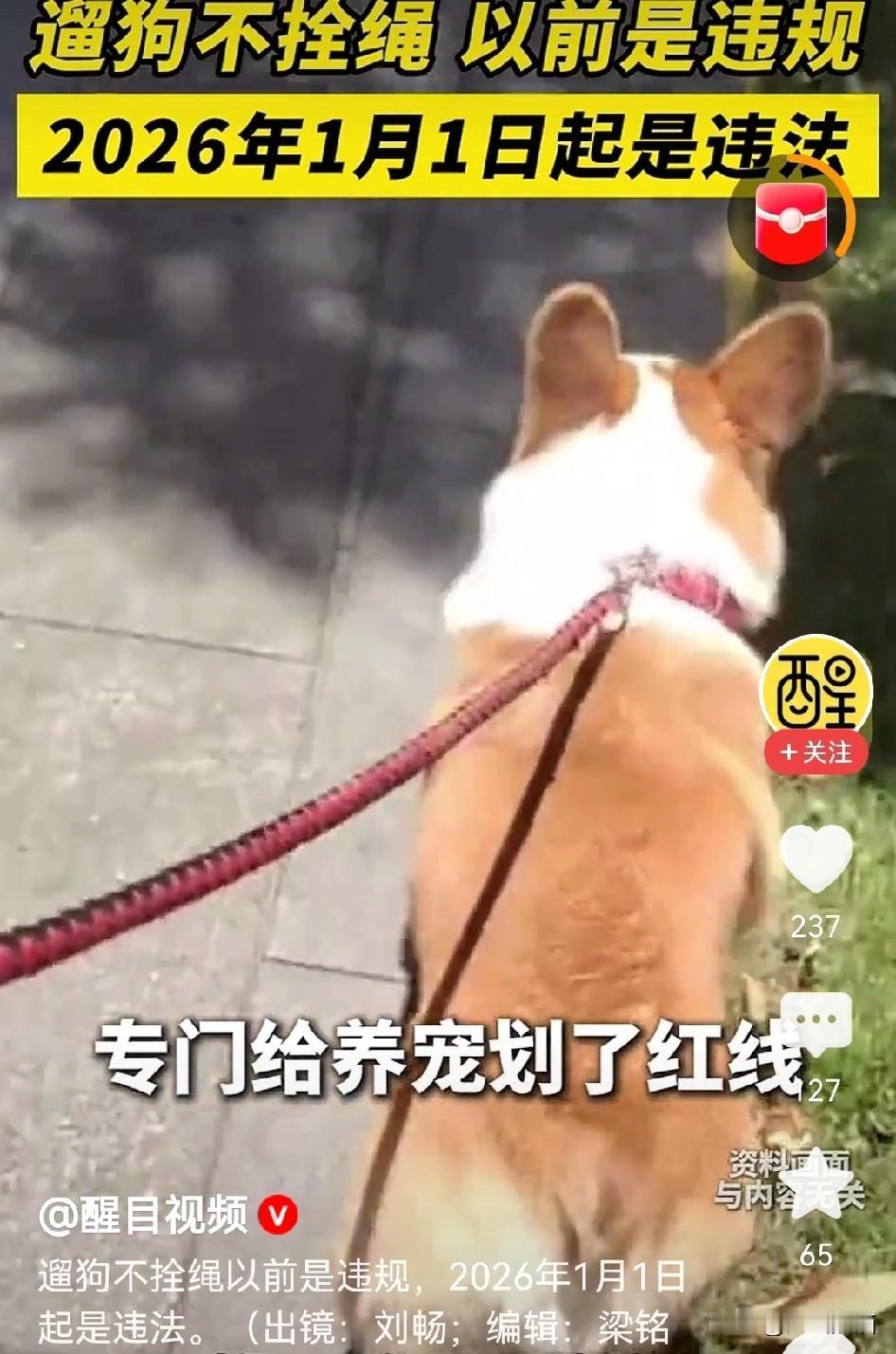 养狗乱象一直困扰着大家，
现在终于能解决问题了！
2026年1月1日起，如果遛狗
