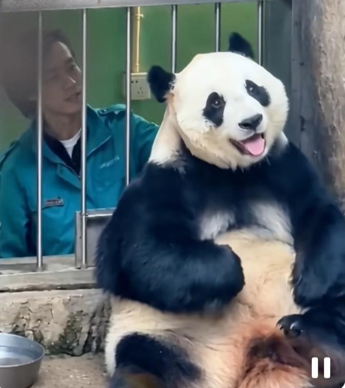 小白天今天好高兴啊，奶爸好像没有劝它吃了窝窝头再给它按摩，也没有跟它开玩笑逗它玩