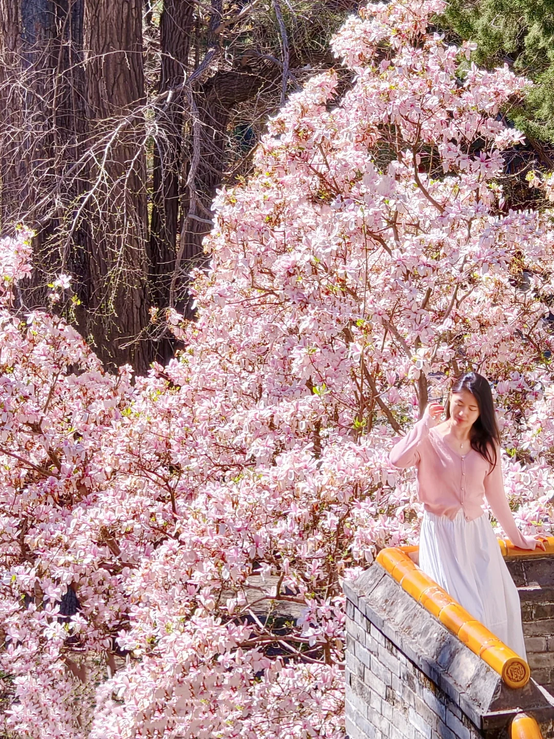 4.6实拍🌸潭柘寺400年玉兰花瀑进入倒计时