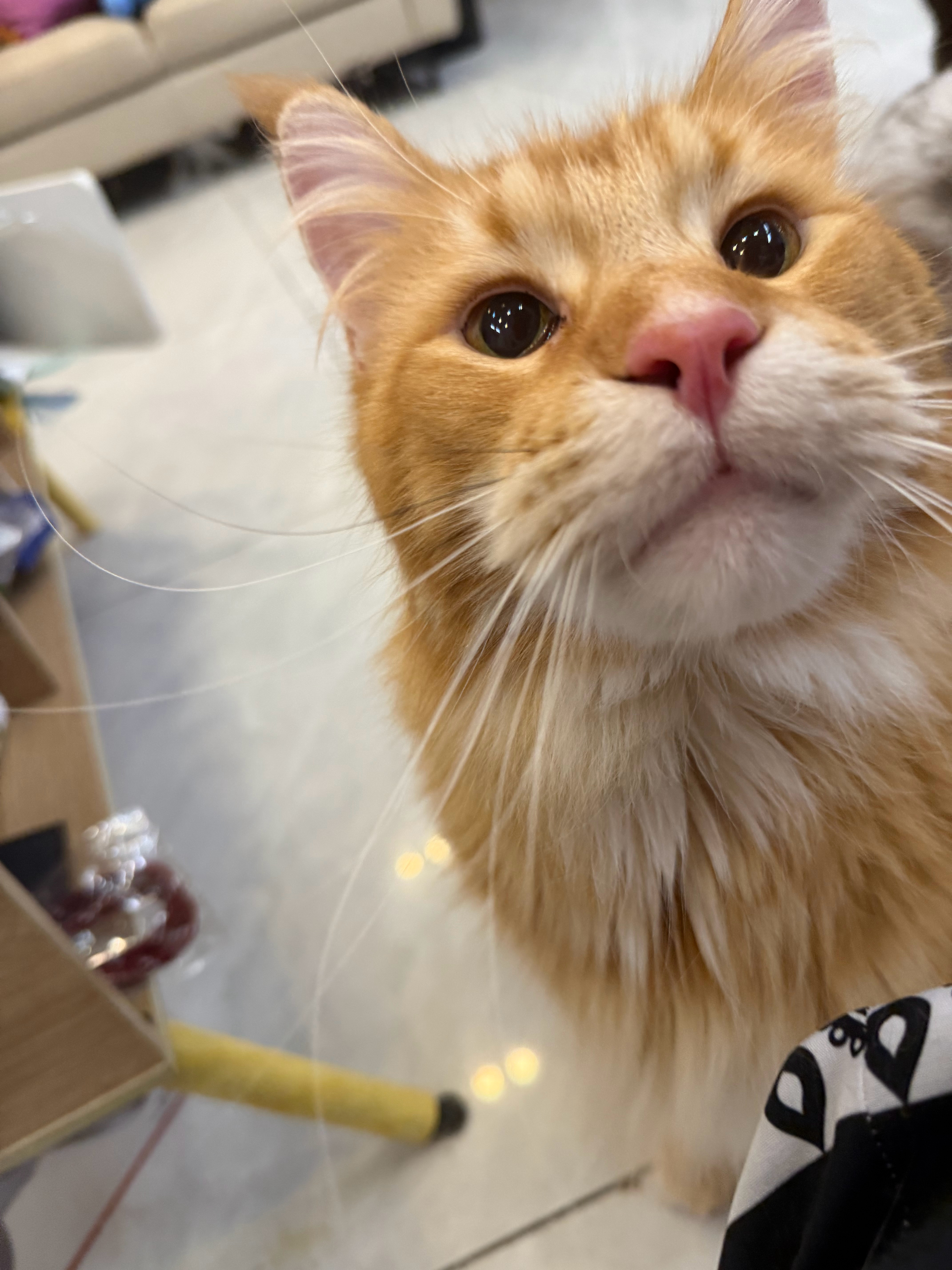 你爱大海，我爱过你[奶牛猫] ​​​