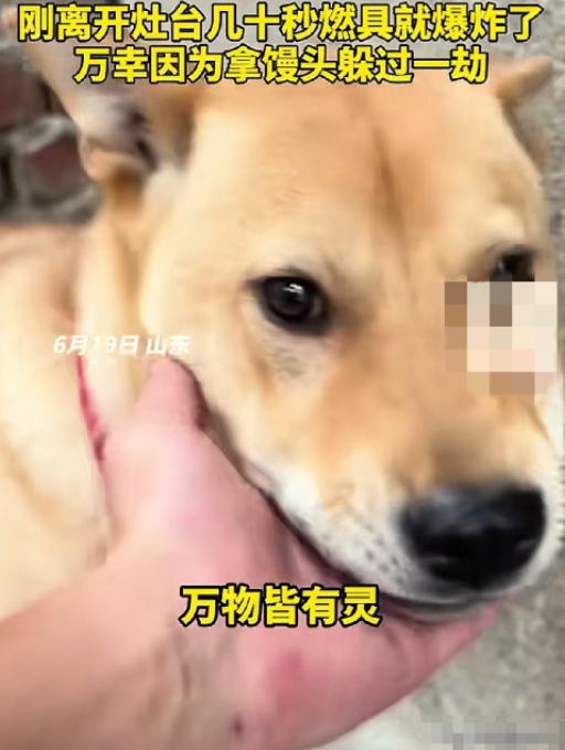 6 月 19 日，山东一男子在家煮粽子时，家里的大黄狗突然狂叫不止，主人以为是大