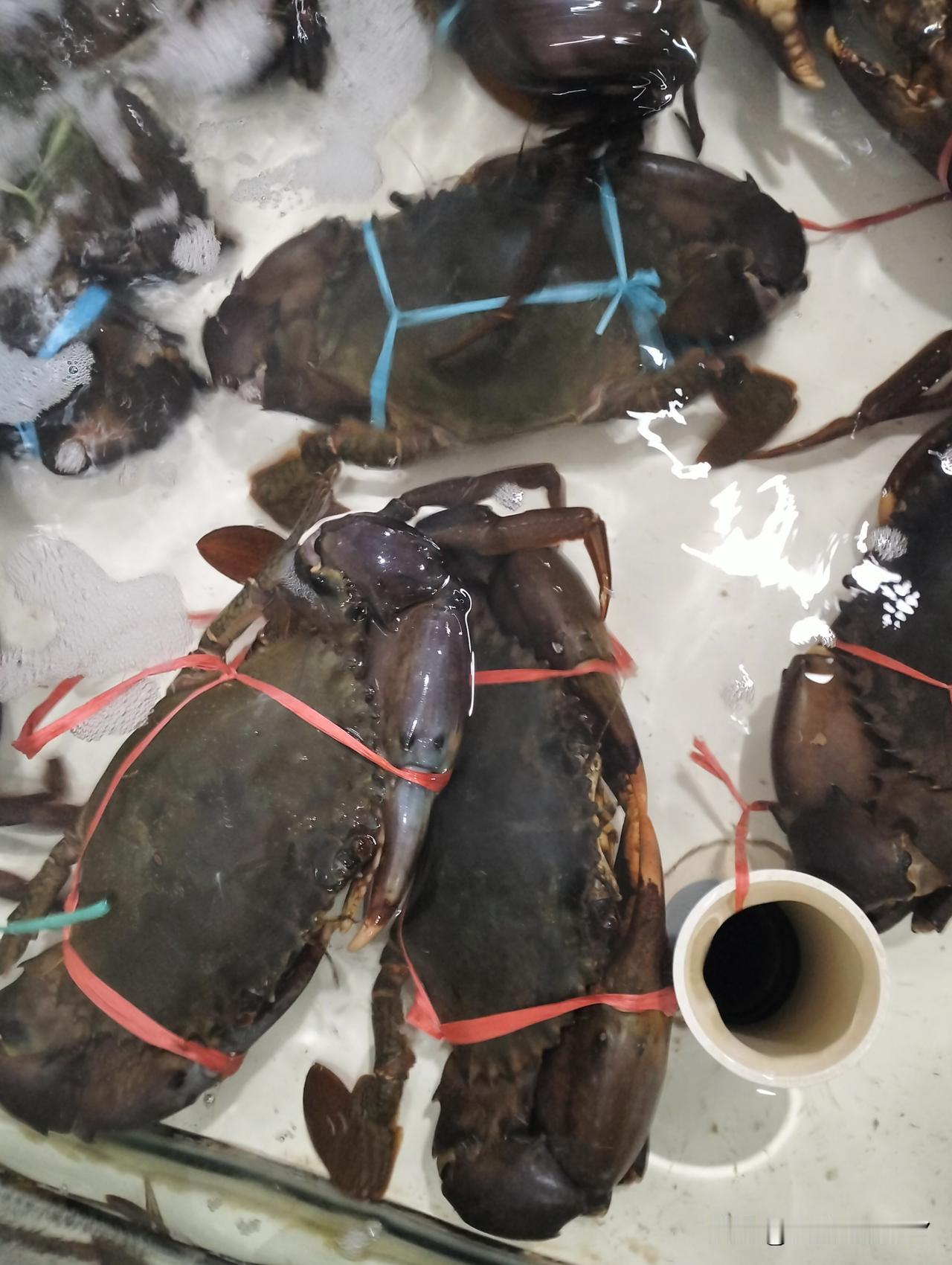 春日生活打卡季这里没有春季，只有两个季。