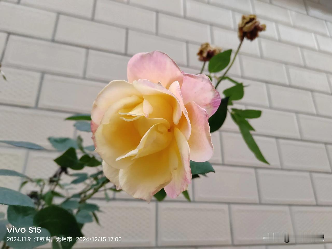 分享手机里的花花草草偶然一遇，带着12分的疲惫拍它。