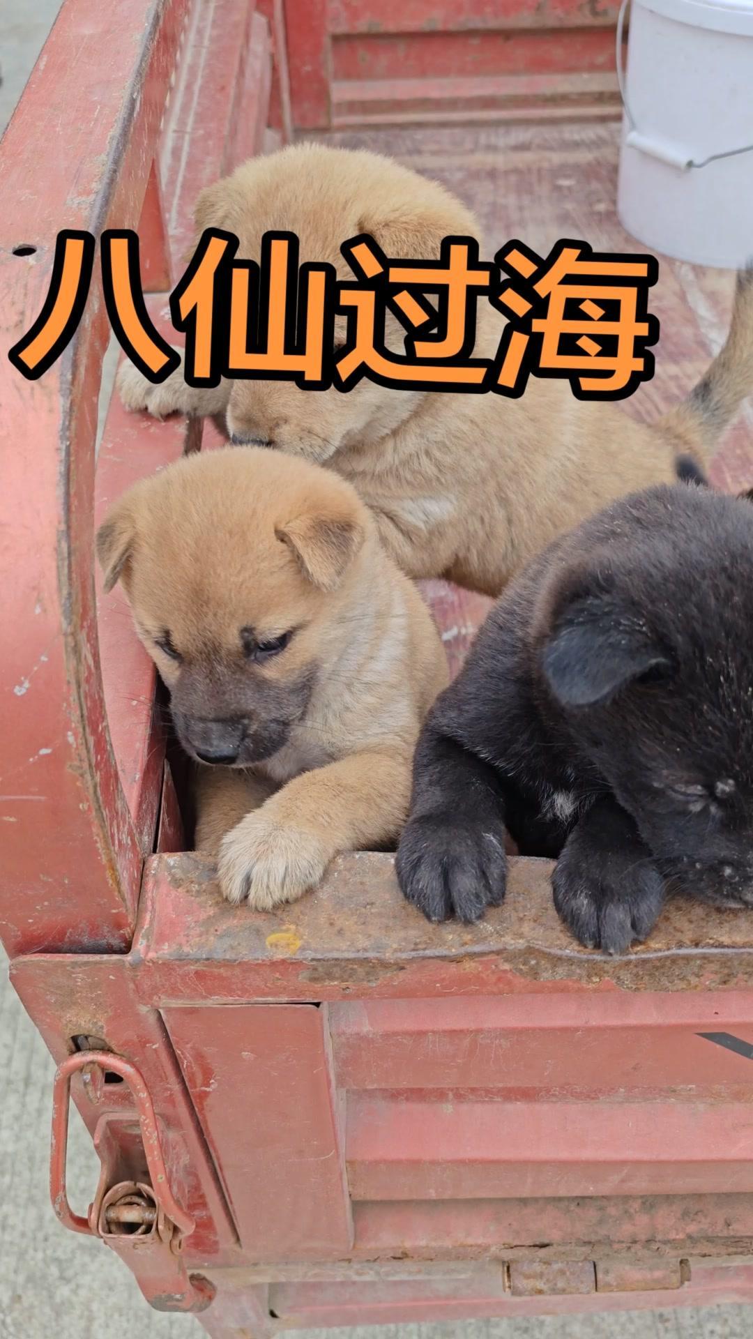 中华田园犬免费送，谁要？🐶家有几只小土狗，都是自家生的，健康活泼超通人性！看到