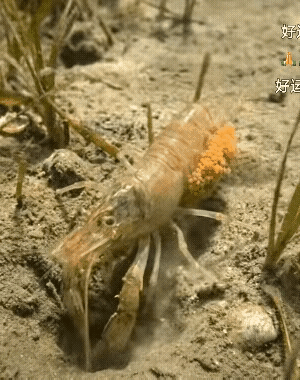 难得一见，算是开眼了