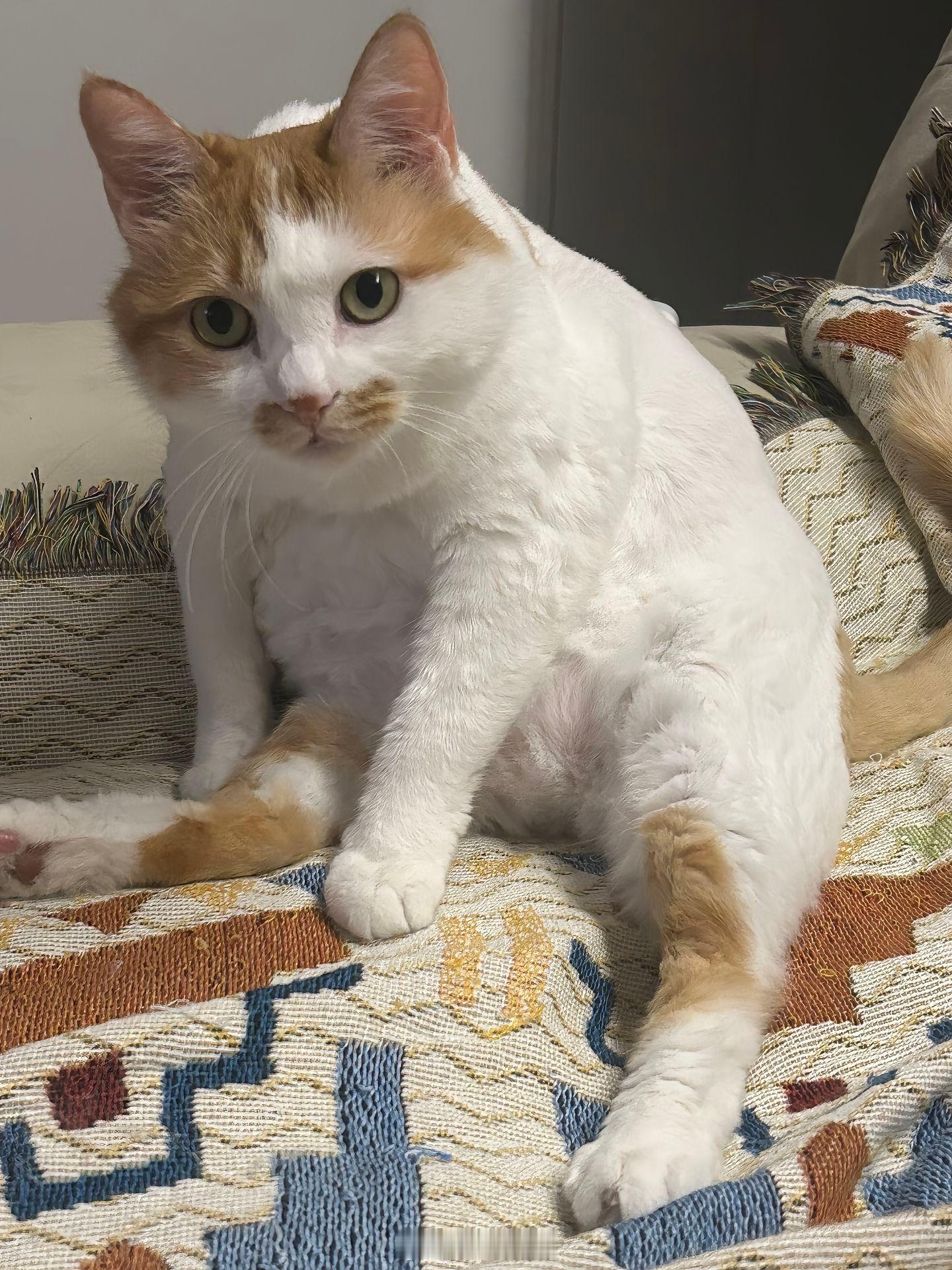 呆傻的猫 ​​​