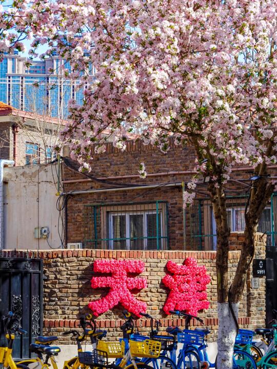 交换春天｜4.2五大道实拍📷海棠已盛开成海🌸