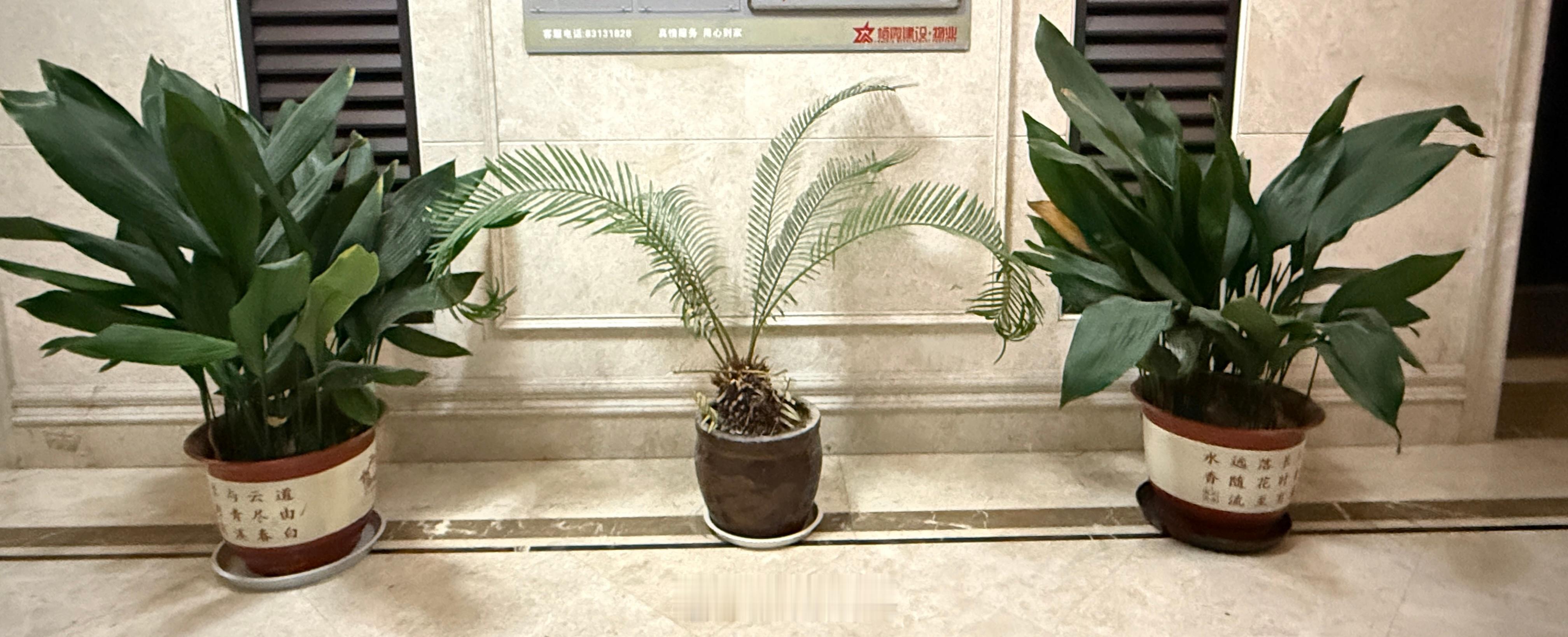 我家楼下有三盆绿植，两盆一叶兰，是我祖父三十多年前种的，后来送给我，种的枝繁叶茂
