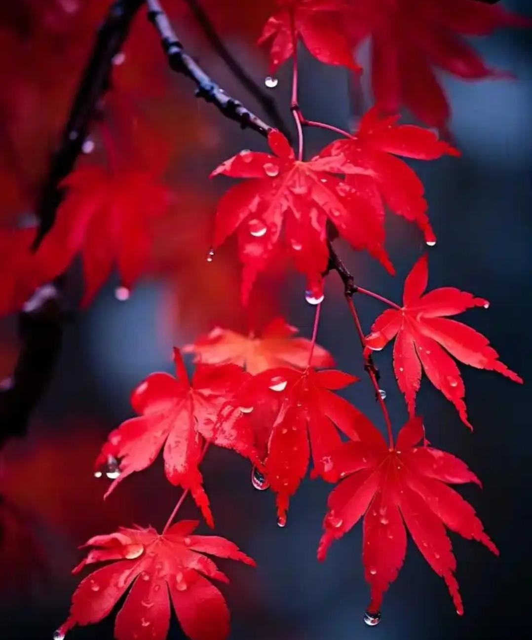 绵绵细雨
细雨绵绵
连续几天的小雨
让那些十一出行赏风景的人们
不知不觉中加快了