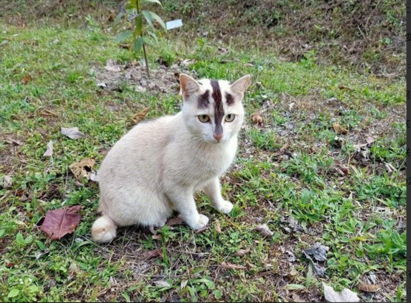 这猫是长了条虾线吧[笑哭]