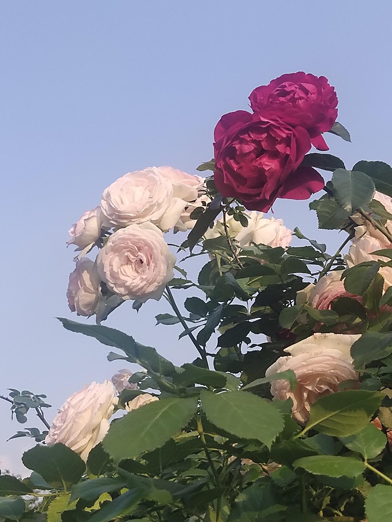 现在正是月季花开得最盛的时候，那一朵朵花儿热情似火，芬芳馥郁。


森林公园里的