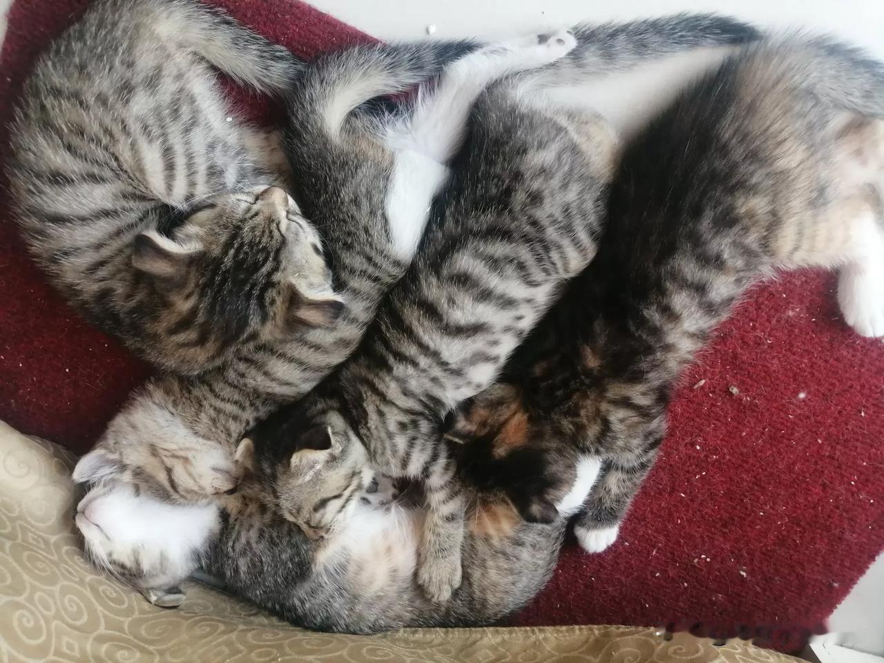 发一张你家猫的可爱照上来吧
