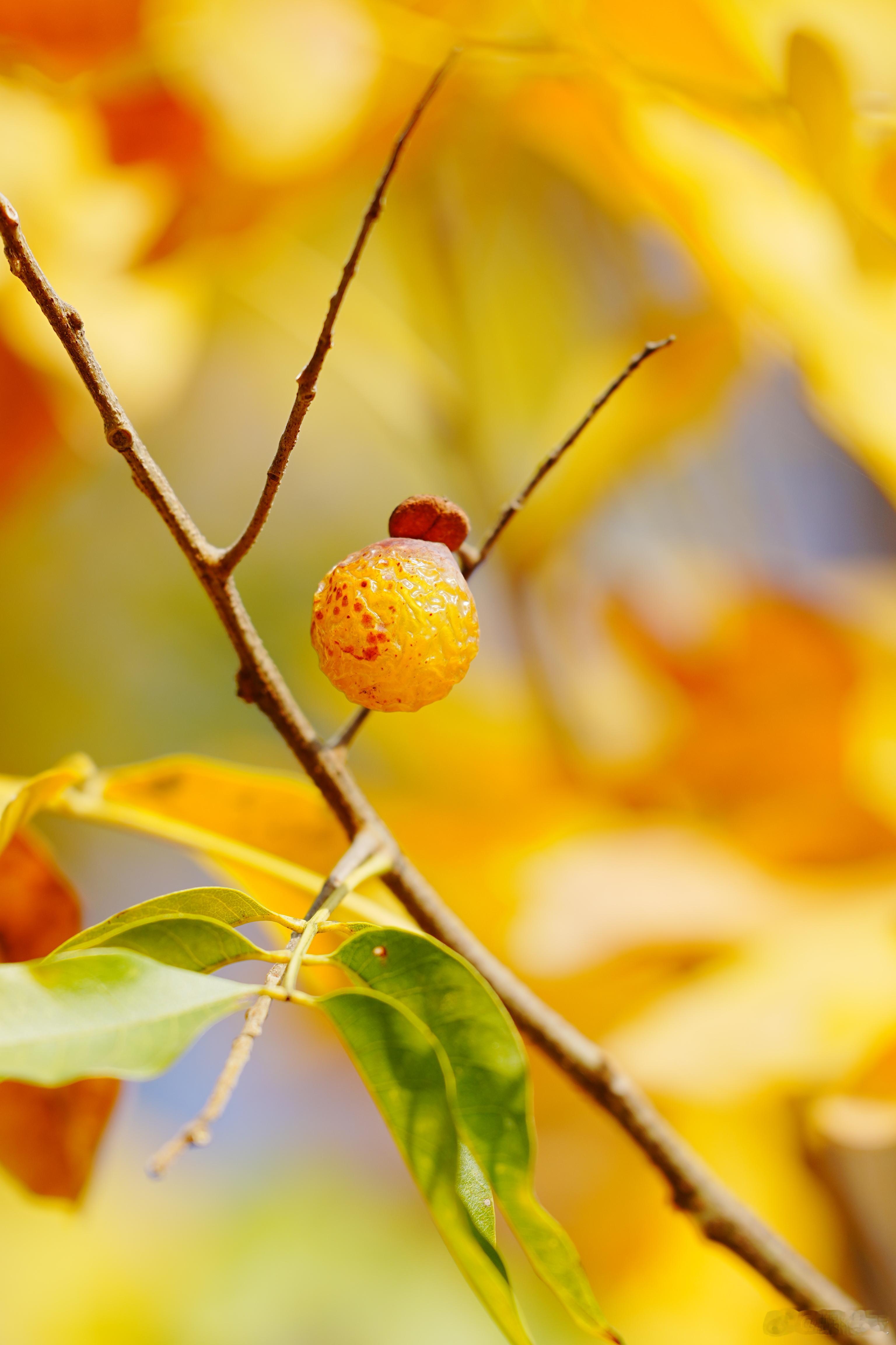 文冠果的果实，冬日枝头沉甸甸的小惊喜，低调又耐看～蜗的摄影日记 出片事务所