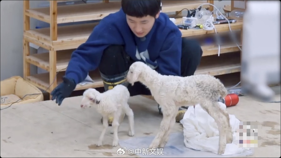 【蒋敦豪连续三年纪念小羊晴天】小羊晴天出生三周年 又是一年风和日丽的春分，追《种