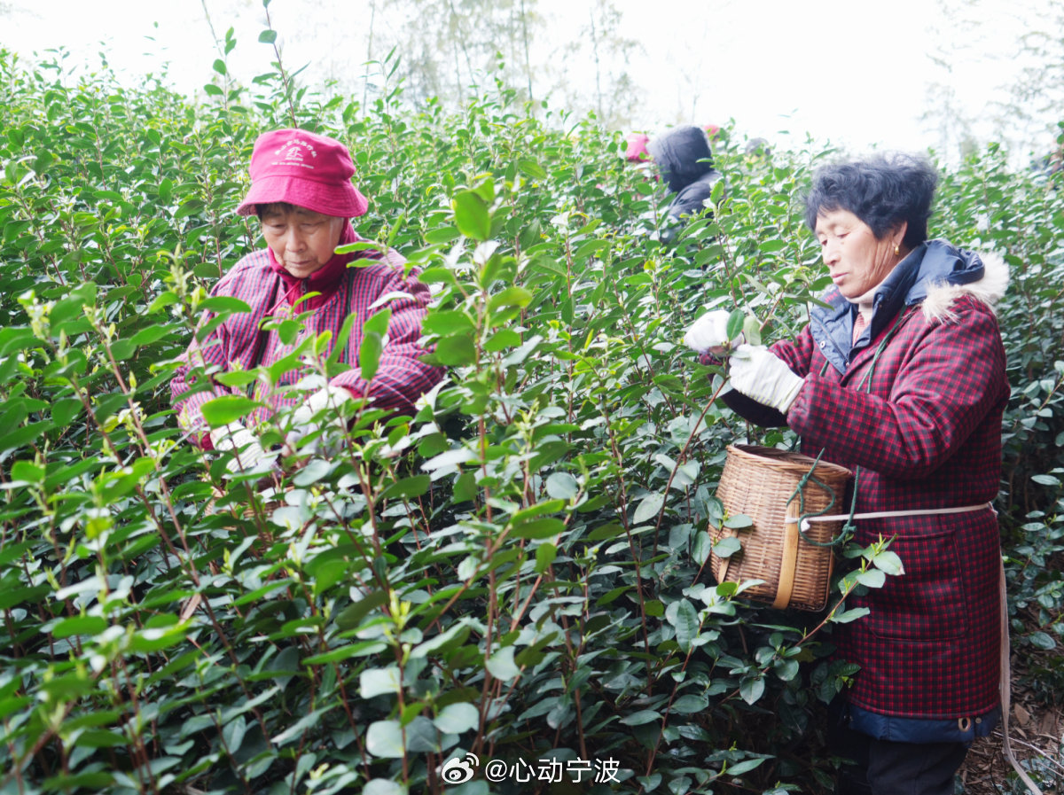 【宁波象山少量乌牛早开采 ！全面投产尚需几日】3月3日，象山墙头镇智门寺茶场迎来