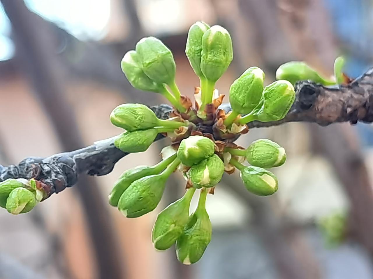 人，最轻松的滋补是大自然的进补！
若好静，可赏花庭院，听风绕树，簌簌有声。
比如