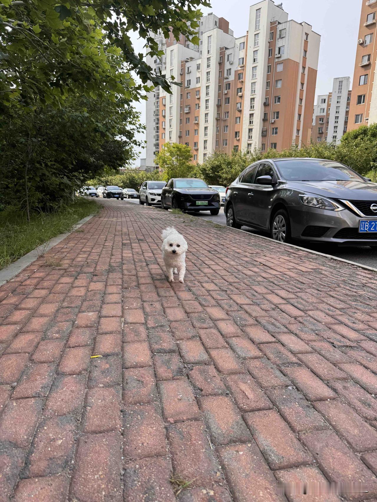 早上遛狗碰到邻居，
她问我：你是不是减肥呢？怎么瘦了？

我告诉她：我最近每天都