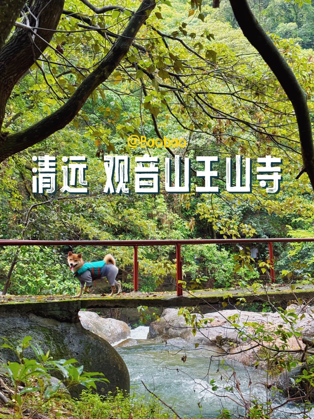 遛狗日记｜二刷清远这个溯溪好去处