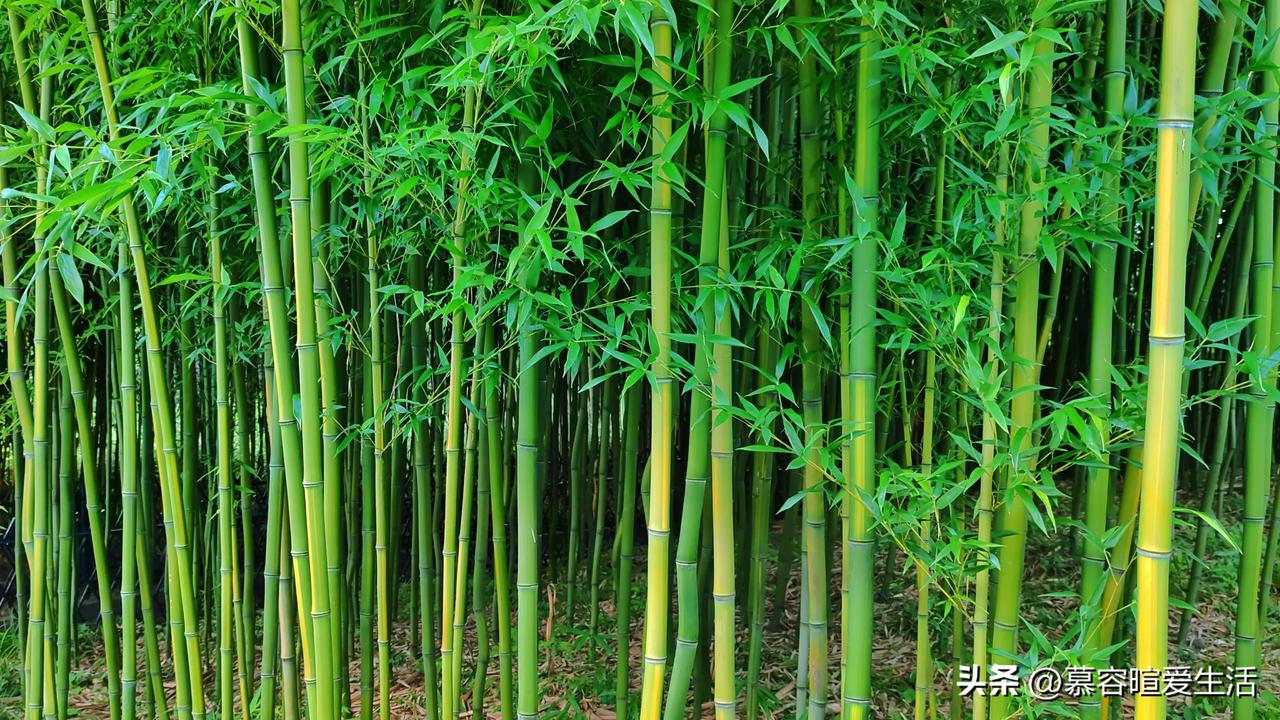 北京紫竹院公园因竹林繁茂而闻名遐迩，乃是北京城内观赏竹林景观的上佳之选。
公园之