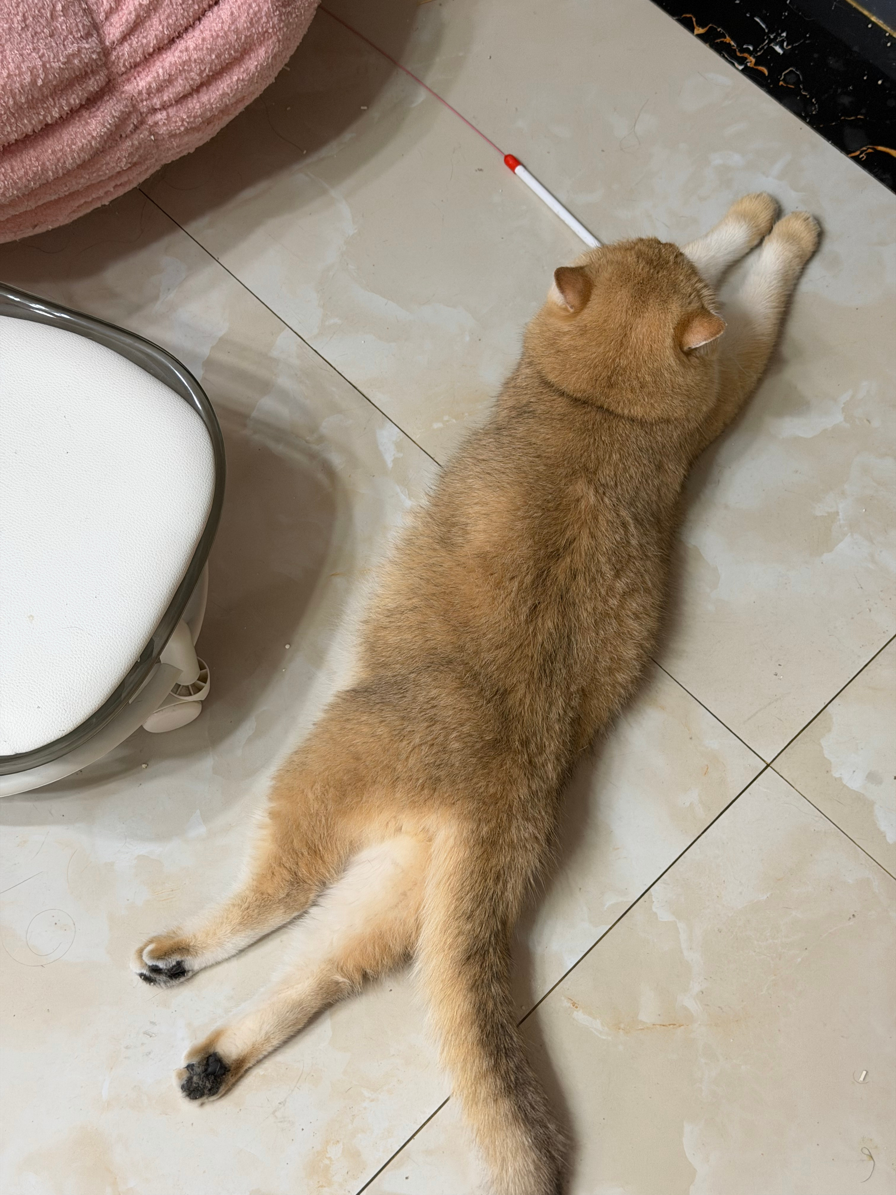 哎哟  每天的时间就是这样被浪费的到客厅走一圈看到小猫这样趴着 谁能忍住不撸一把