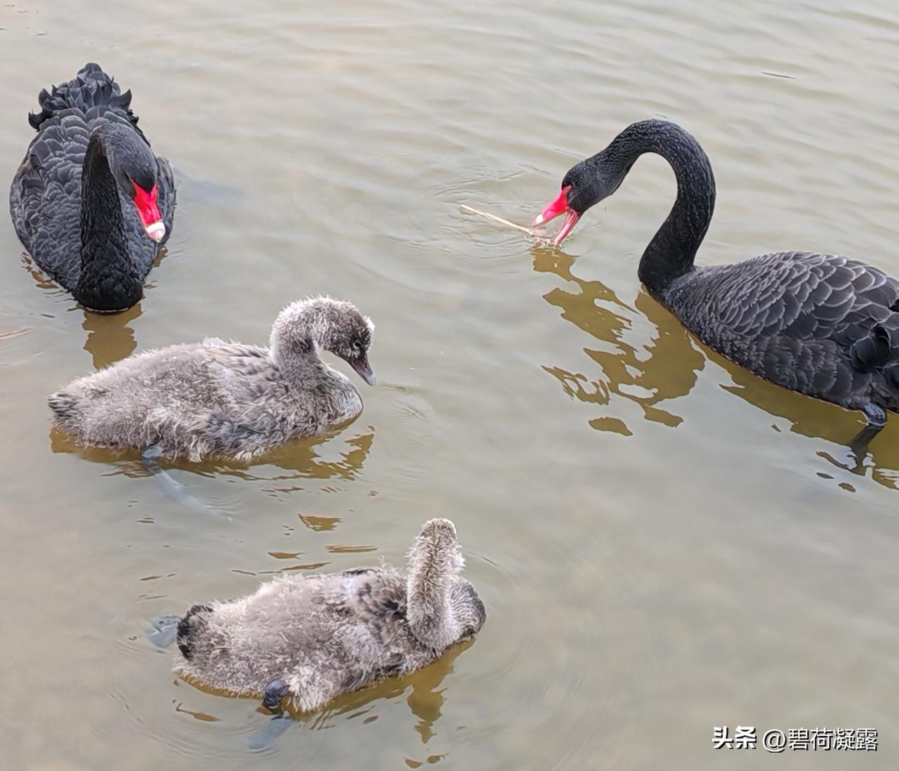 天气暖和啦，有了春的气息，凌水湖碧水荡漾，天鹅们也有了春天的朝气，开心的在水中游