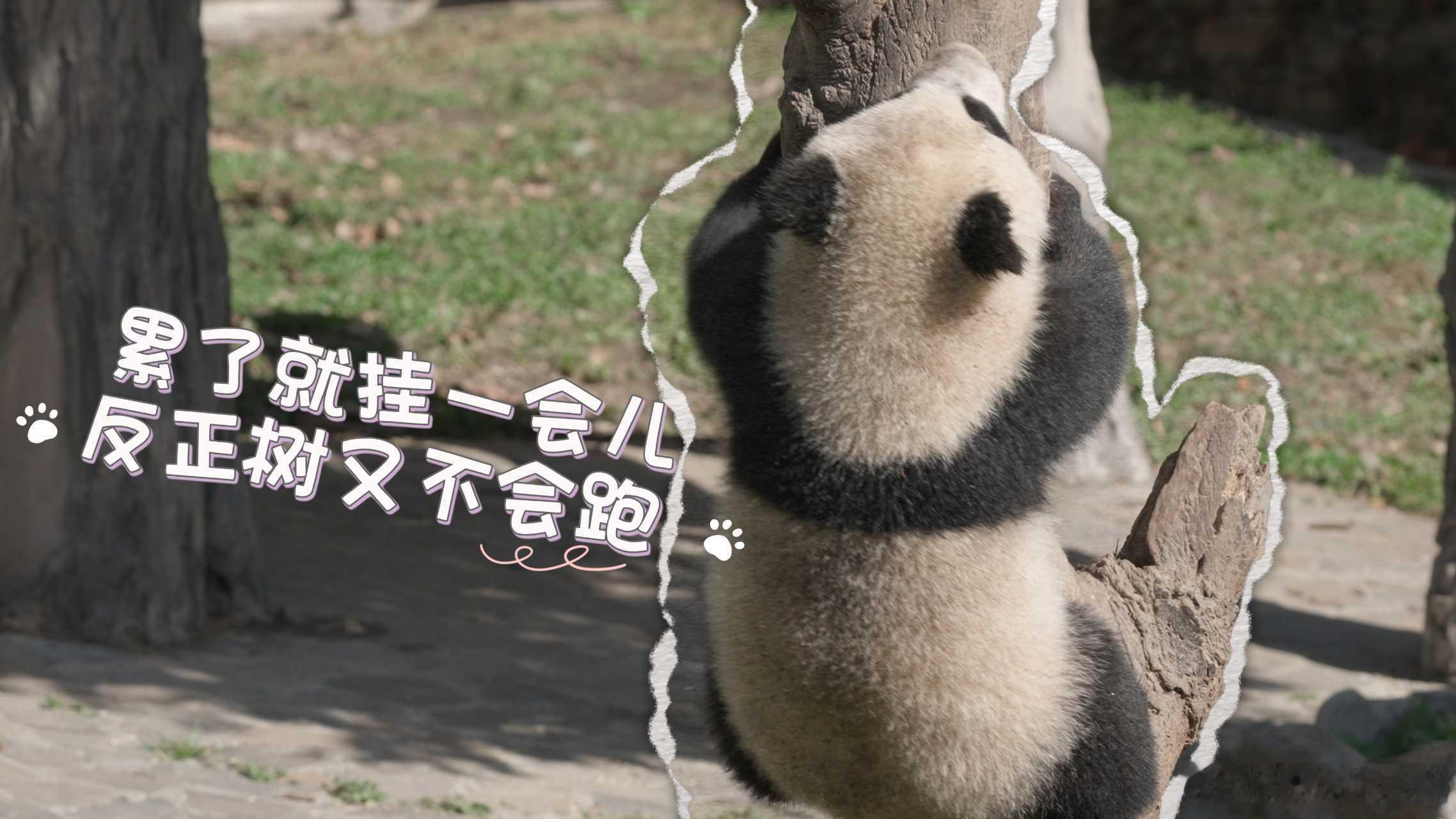 【大熊猫在成都的出国体检记录】到绵阳看回国的熊猫福娃和凤仪今天是海归大熊猫的故事