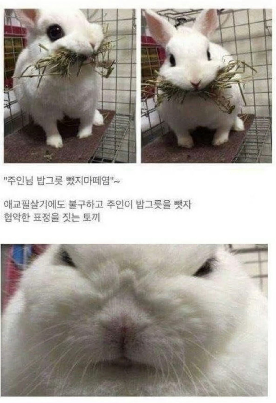 啊啊啊好可爱…🐰主人nim 请不要拿走我的饭碗：使出撒娇必杀技，主人还是要拿走