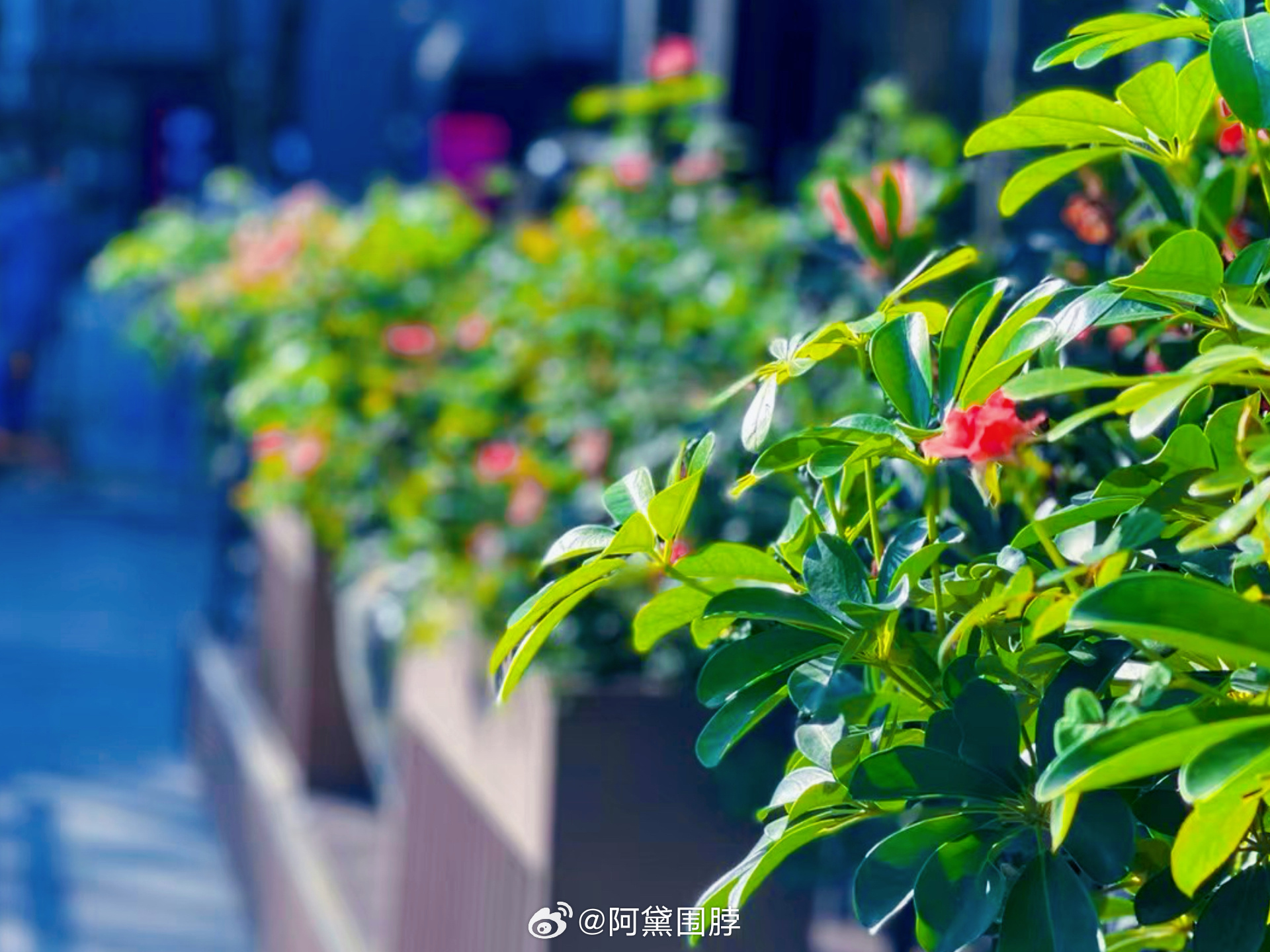 晚上约了美甲💅秋天的指尖该换色调了。偏爱摩卡棕、焦糖琥珀、酒红、奶咖都很适合。