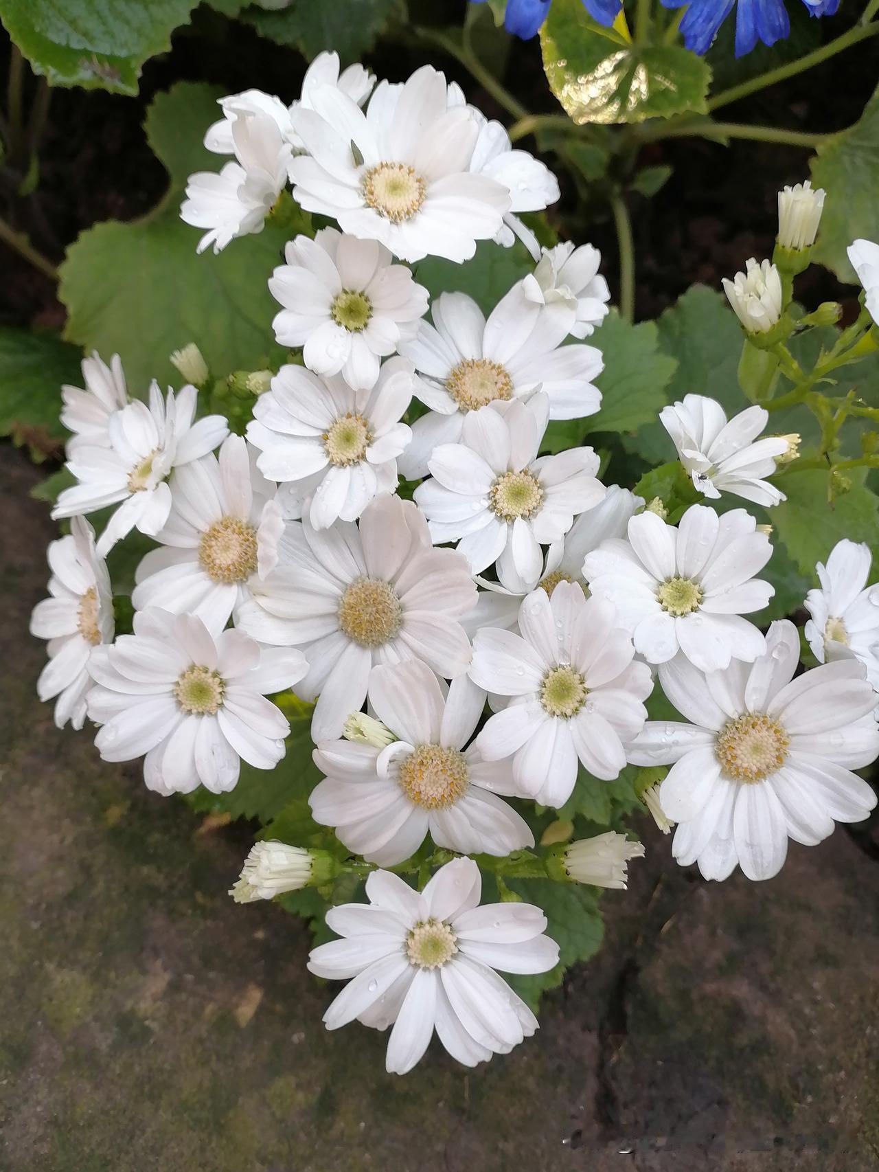 分享一张你相册的拍的花