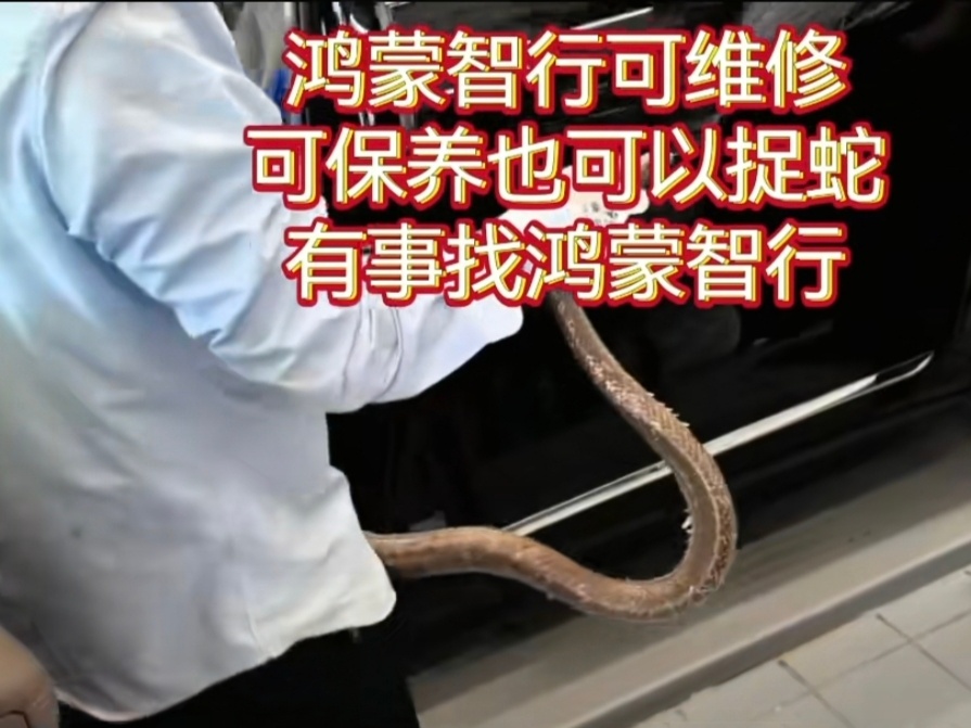 鸿蒙智行售后连抓蛇都管 5月13日，有网友在短视频平台发布了一条视频，视频中，一