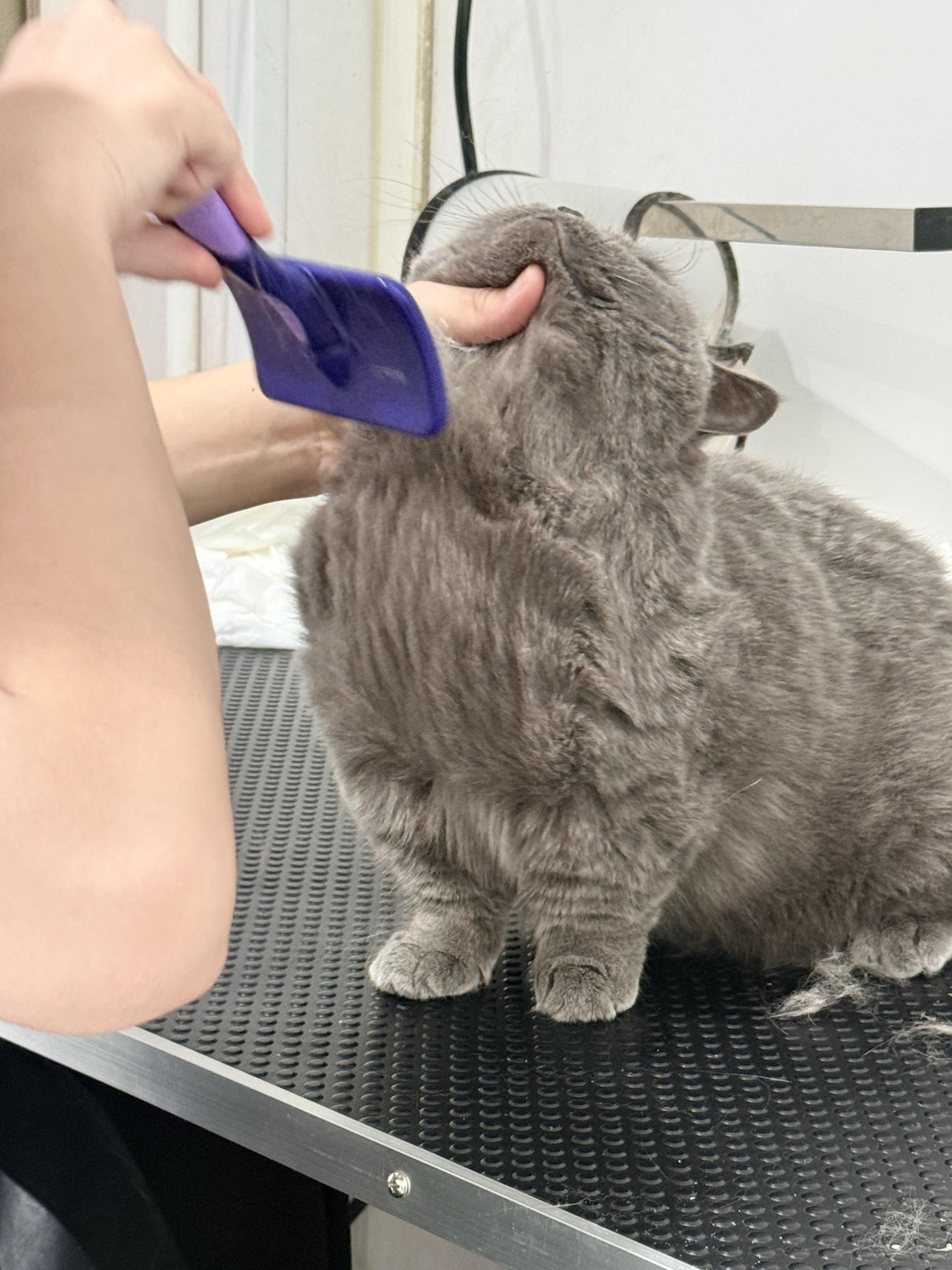 立正！ 芝麻今天去洗澡咯，孩子抬头也看不见脖子和前腿哈哈哈哈哈哈哈哈...