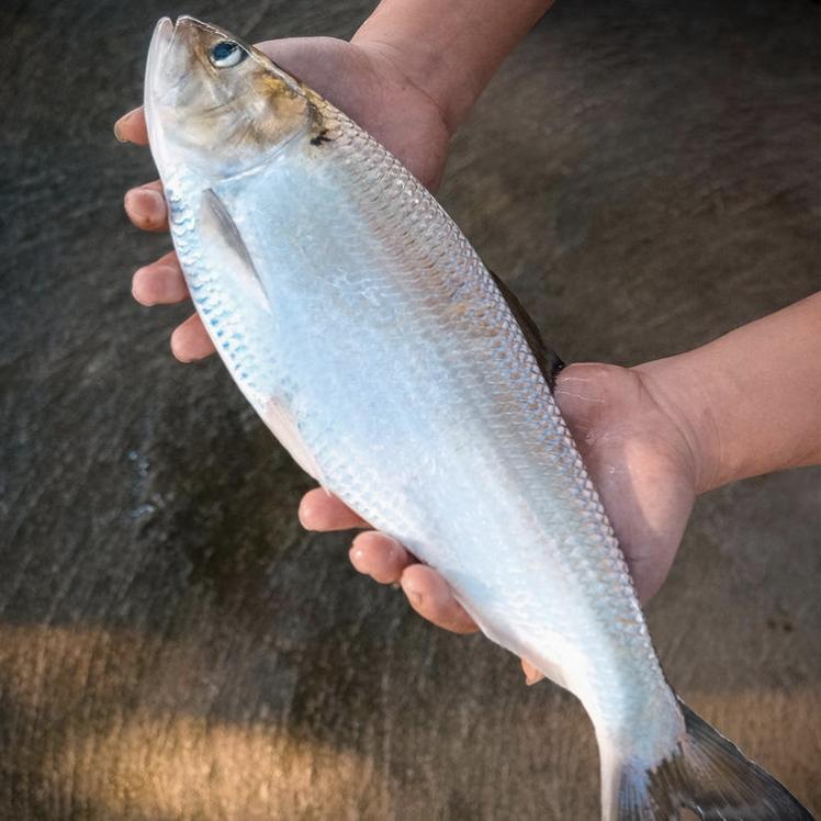 假如在野外钓到这种鱼能吃吗？

答案只有一个字：不能！不能！还是不能！

如果吃