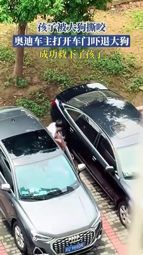孩子被大狗撕咬，奥迪车主打开车门吓退大狗，成功救下了孩子。
远离危险动物，注意安