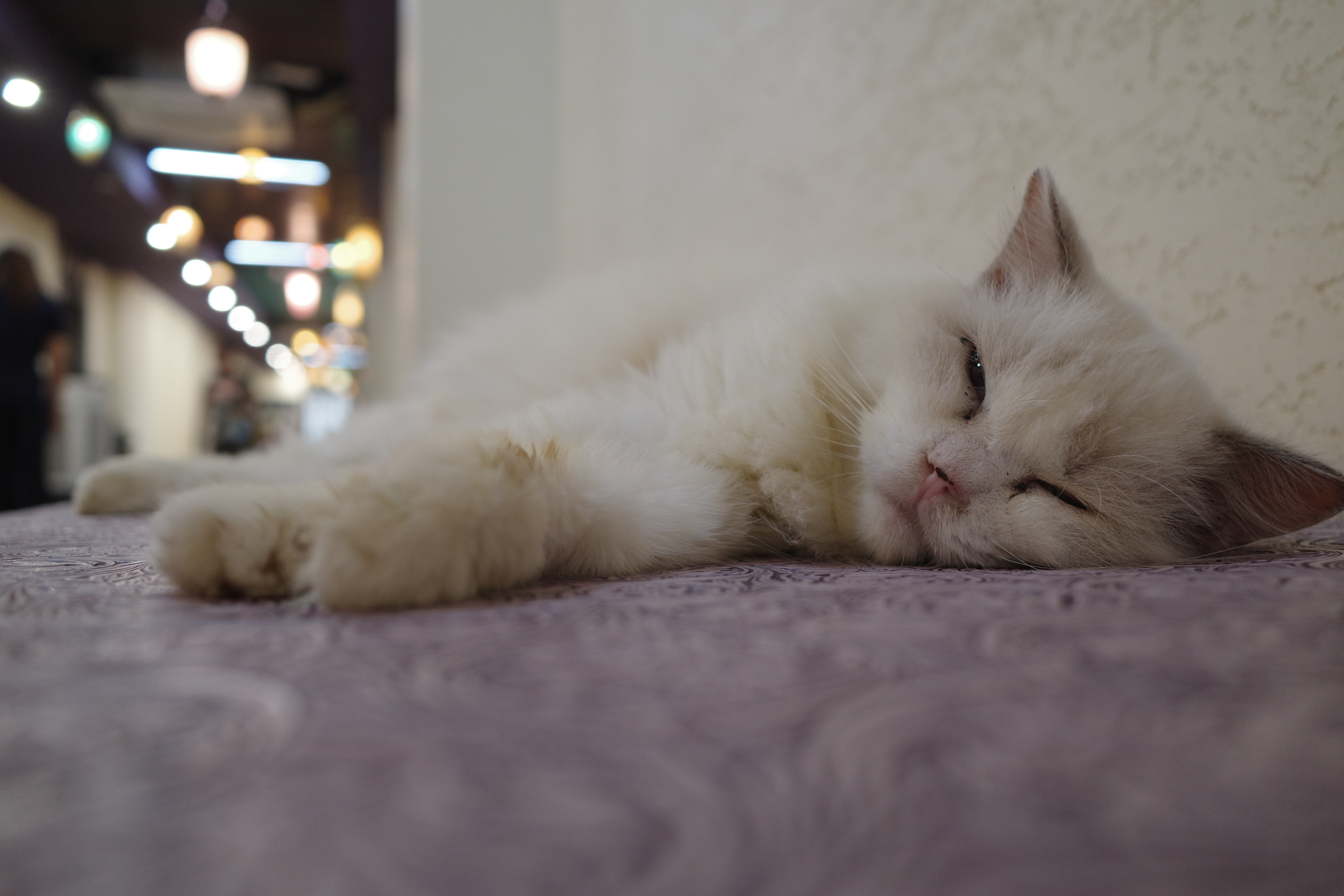 实时猫情 
