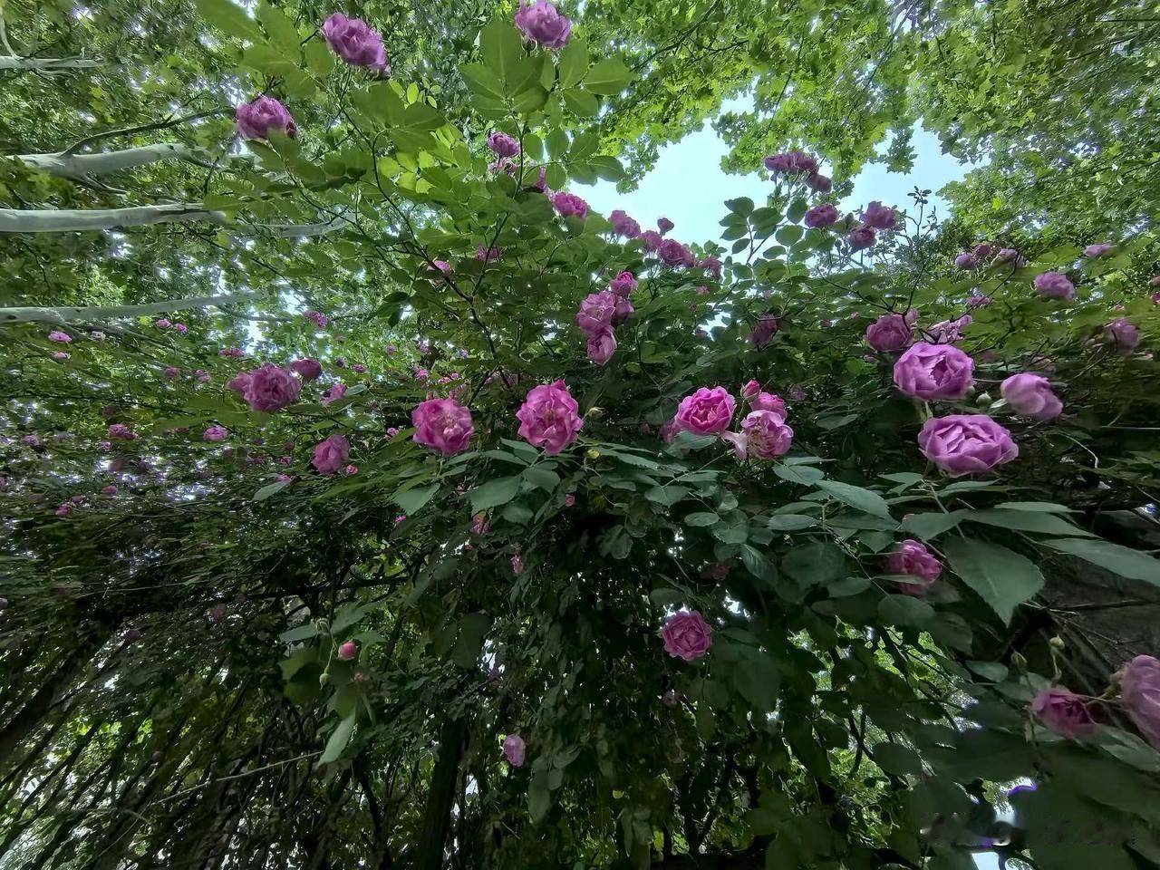 【小对联】
上：……？
下：美名。