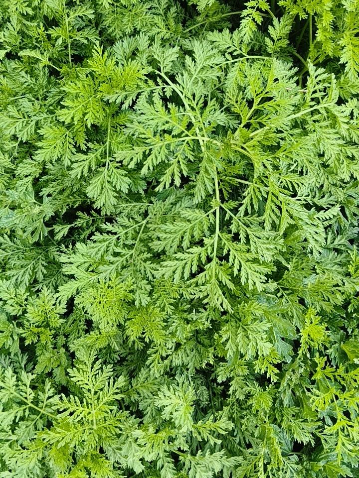 前几天有姐妹叫我去山上薅点菜，他非说这几种东西都能吃，但是我感觉一个都不能吃，最