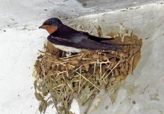 燕子在家搭窝是好事还是坏事？一位60岁的老人说，看到燕子搭窝得赶紧采取行动，不然