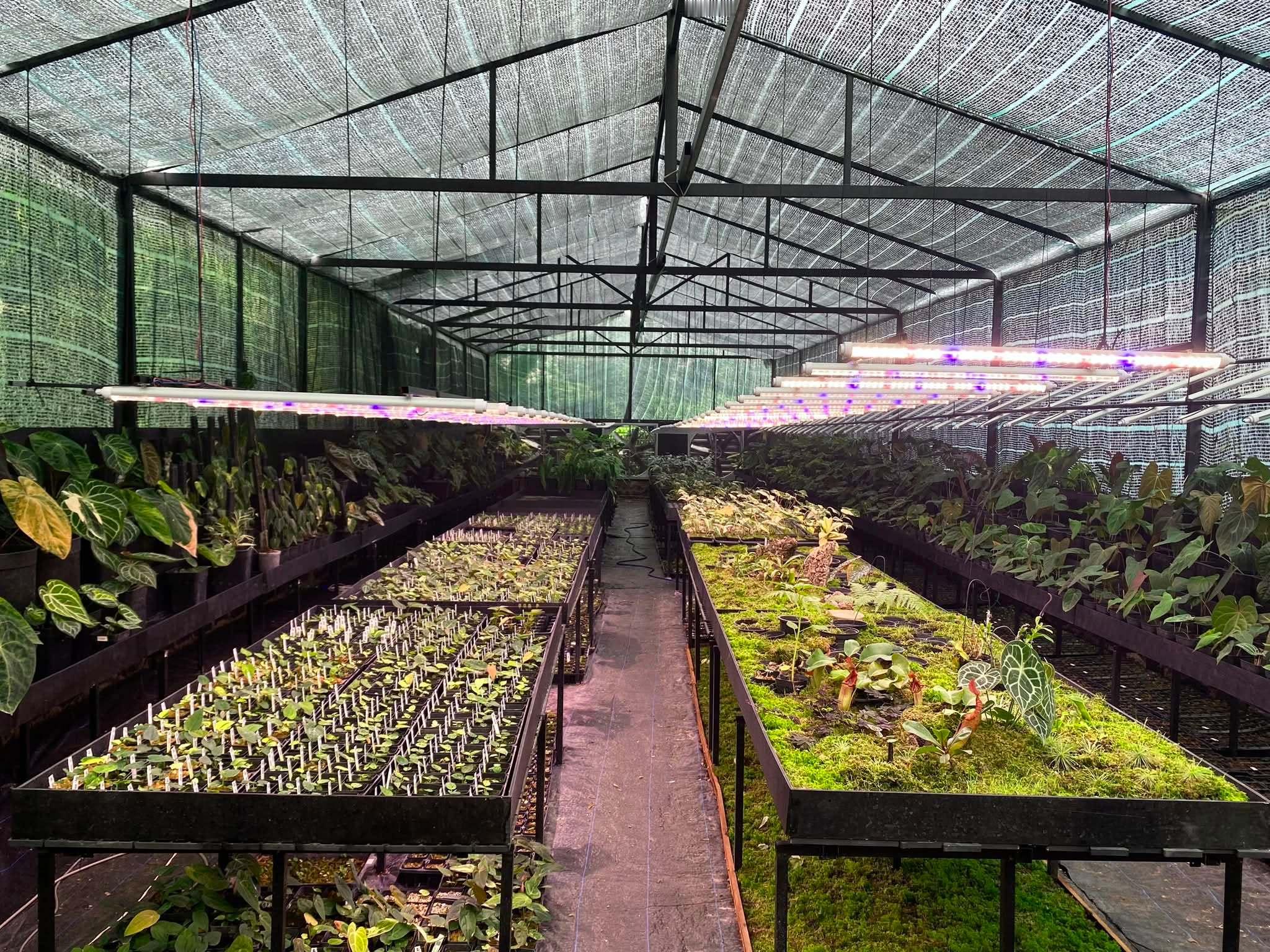 植物大棚 