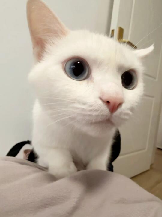 第一次亲自发小猫书