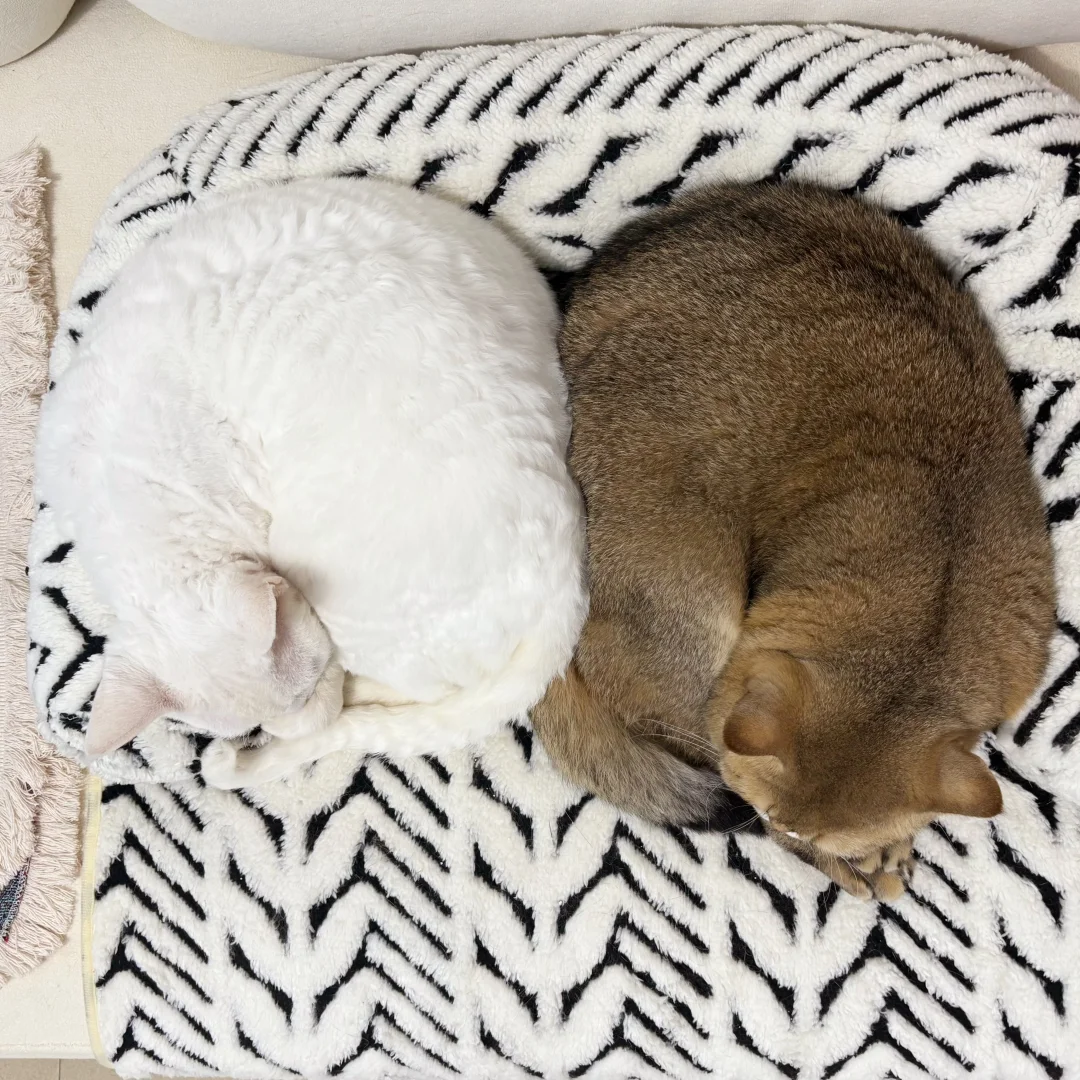 一起挤在窝窝里的轴对称小猫