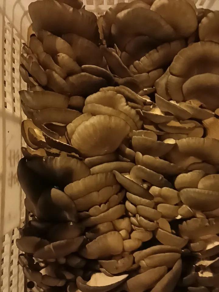 这菜农说的对吗？
这几天蘑菇供应紧张，市场上的蘑菇都是经过水泡的，而且批发价不便