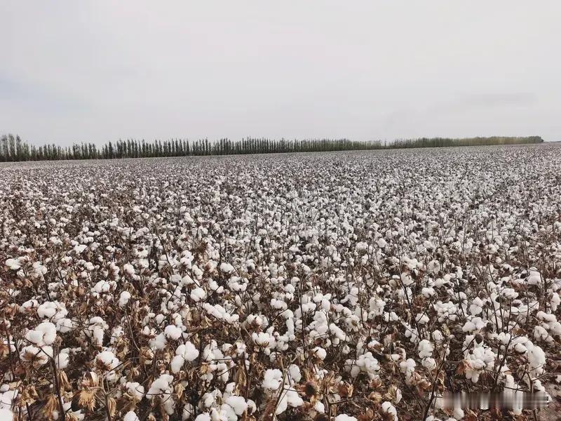 1. 新疆棉区（绝对核心，占全国约86%）
- 范围：新疆全境、甘肃部分地区
-