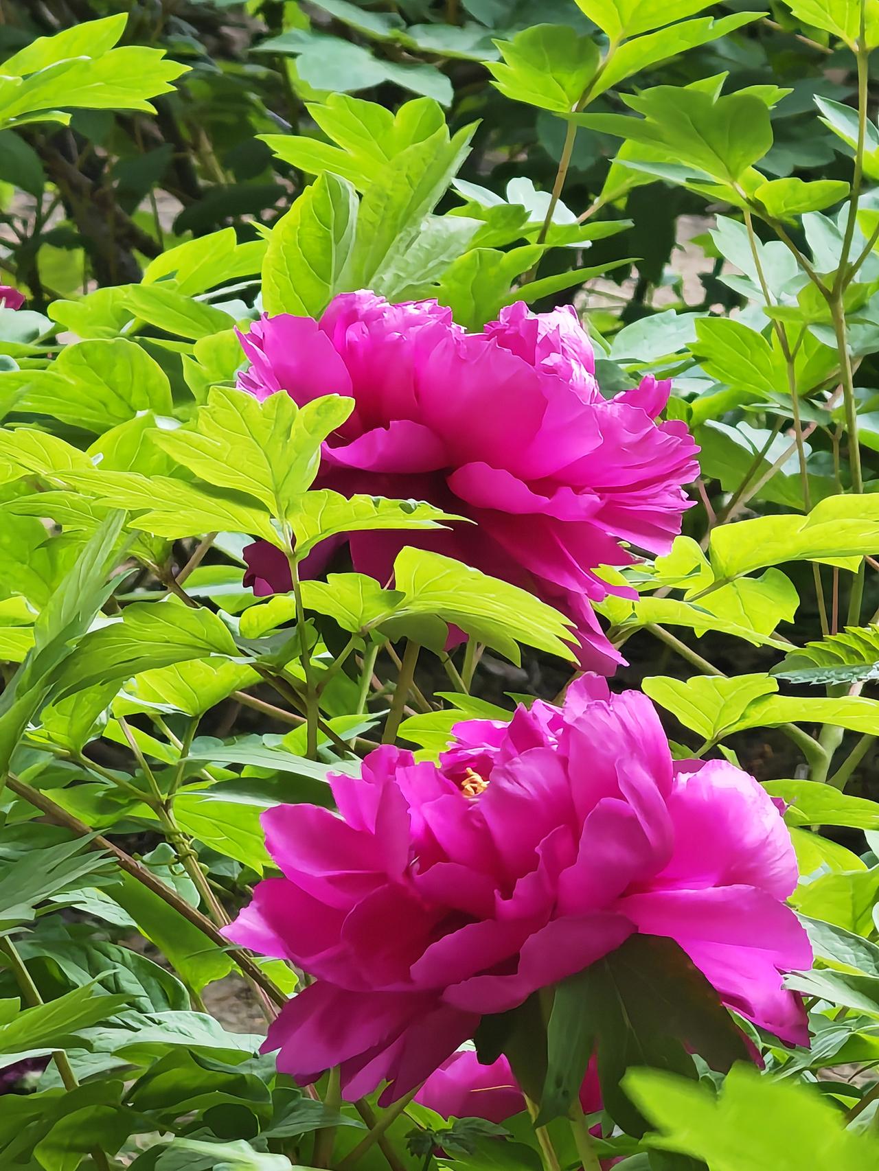 汉赵军队攻入晋朝都城洛阳，生擒皇帝司马炽，将司马炽送到汉赵都城平阳。

汉赵皇帝