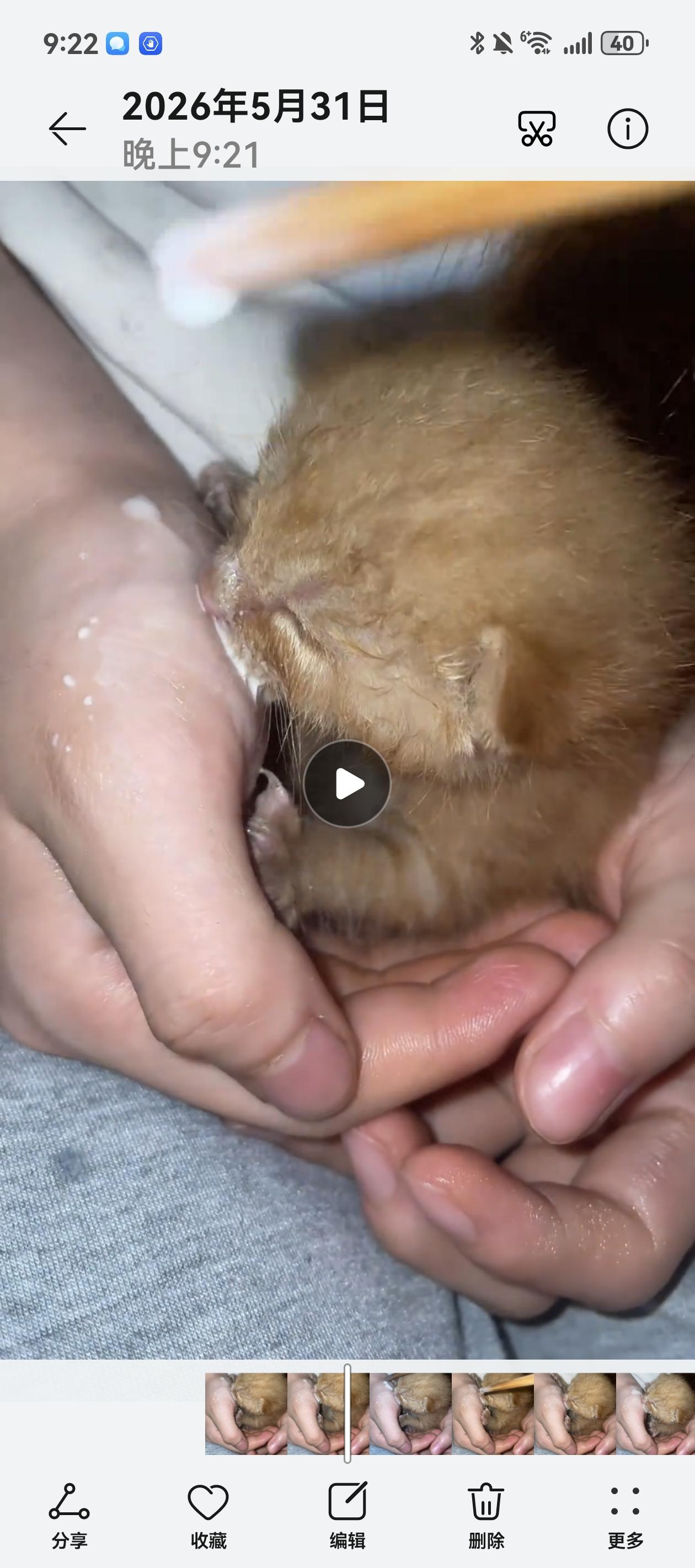 看到这个视频我特别能理解。只要小奶猫能安安稳稳喝上奶，用什么办法都不挑。主人怕它