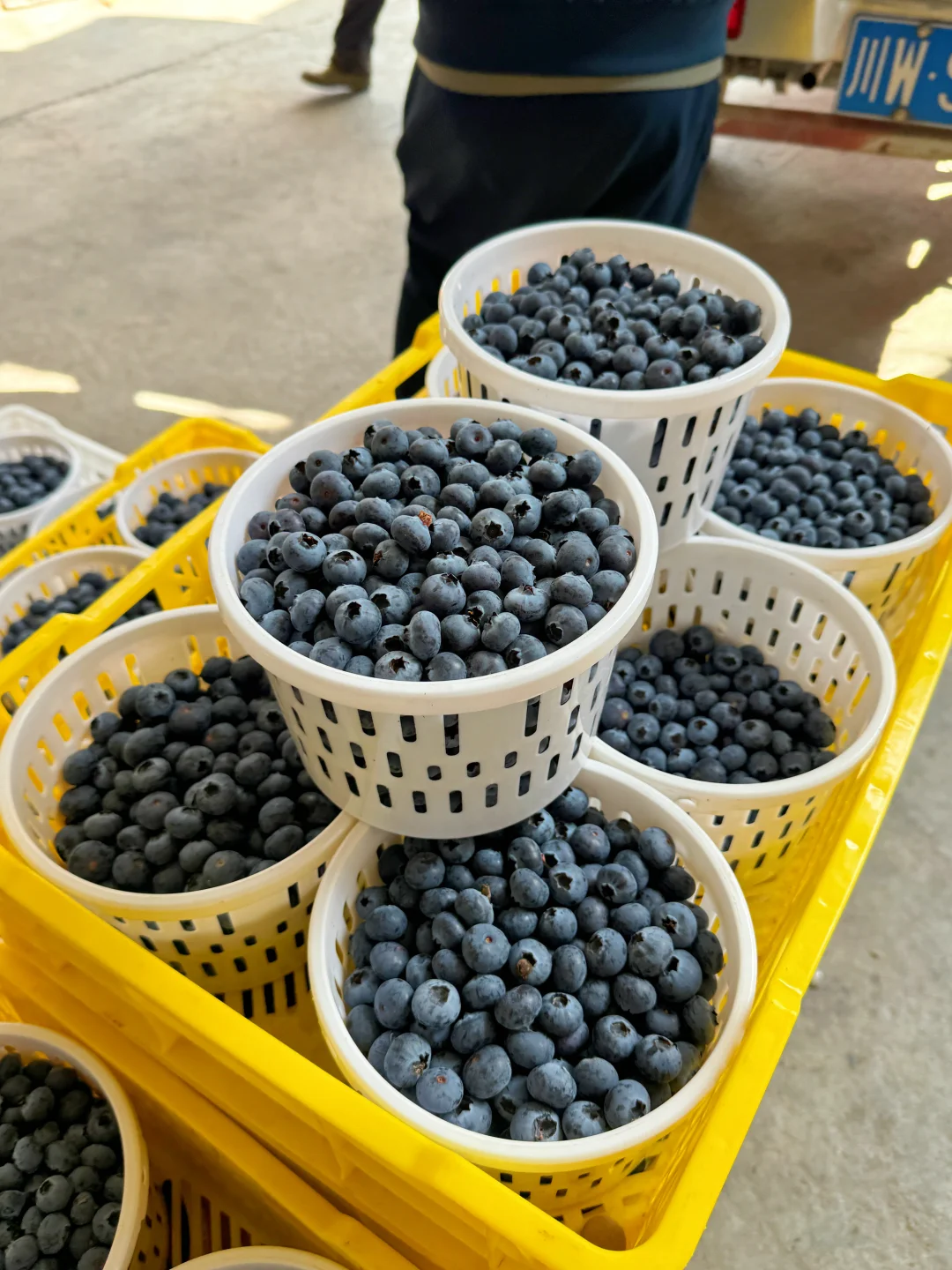 （顺丰空运）花香蓝莓40💰一桶，错过了等明年！