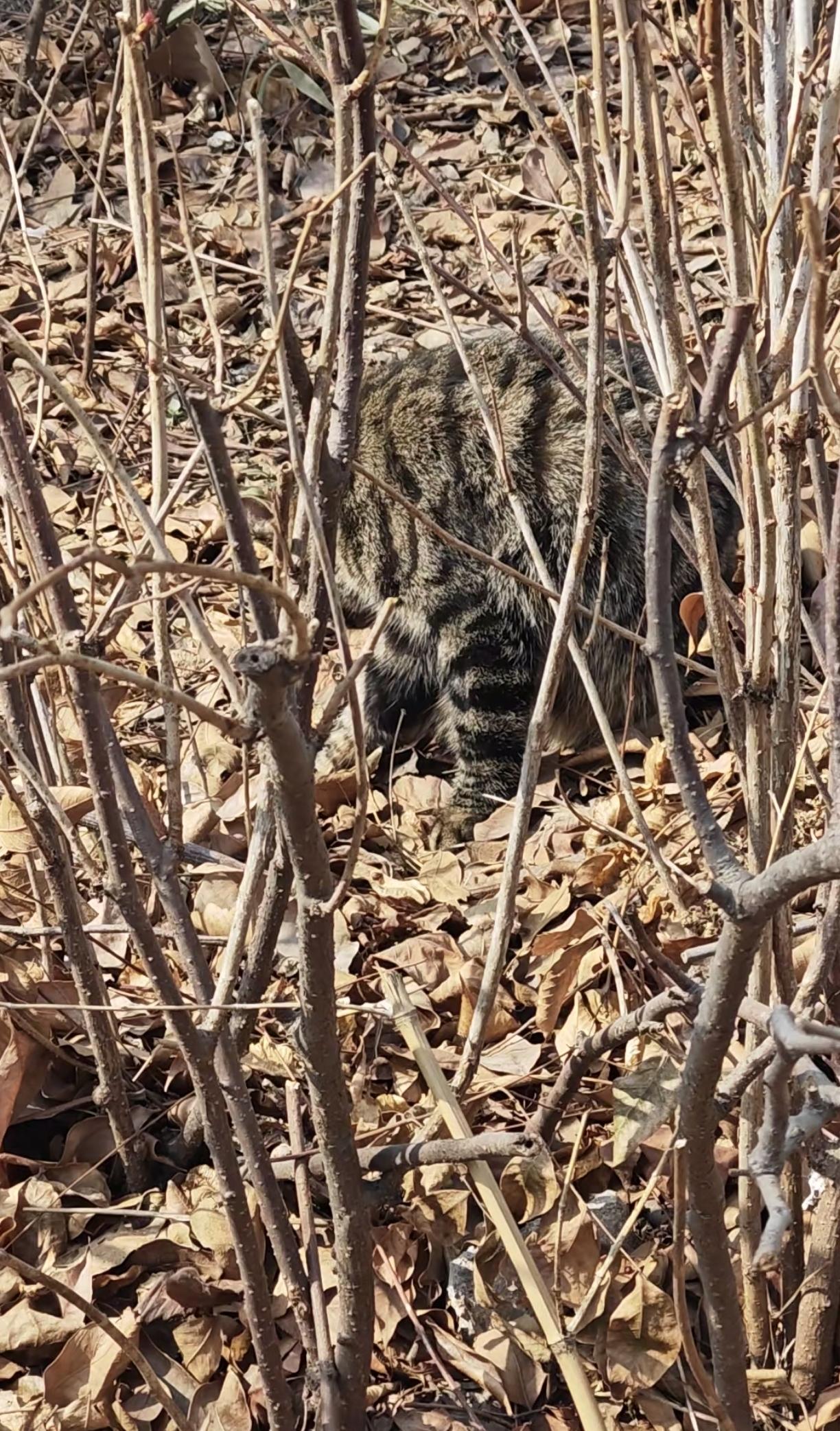 草丛里的流浪小猫咪，开始懒洋洋的在草丛里从容的收拾收拾卫生，开始迎接春天的到来。