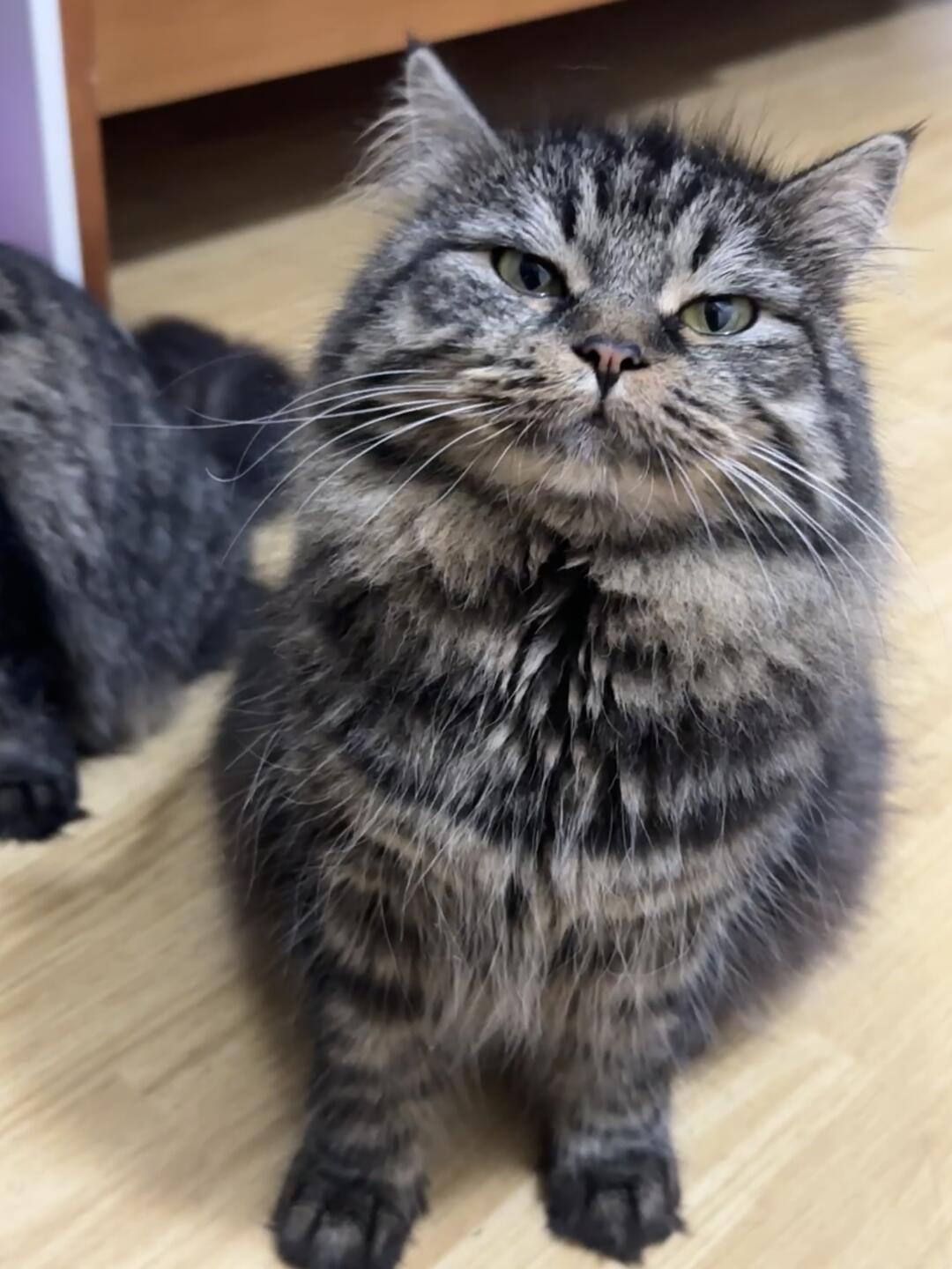 怎么会有这种色的小猫咪