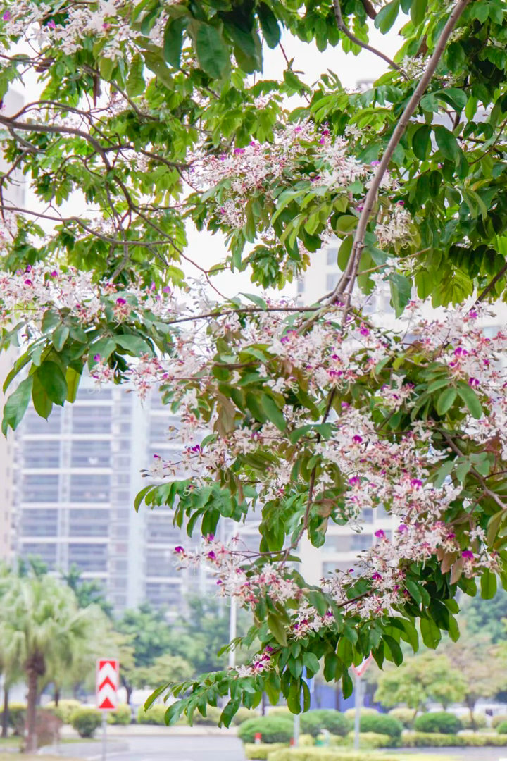 【超美限定！夏日的肇庆花海美出圈！】肇庆城区的街头巷尾便被次第绽放的夏花唤醒。 